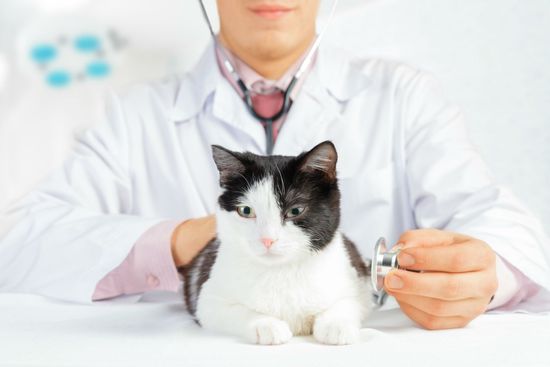 visita veterinaria di gatto