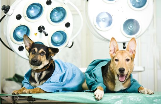 radiografia per animali domestici