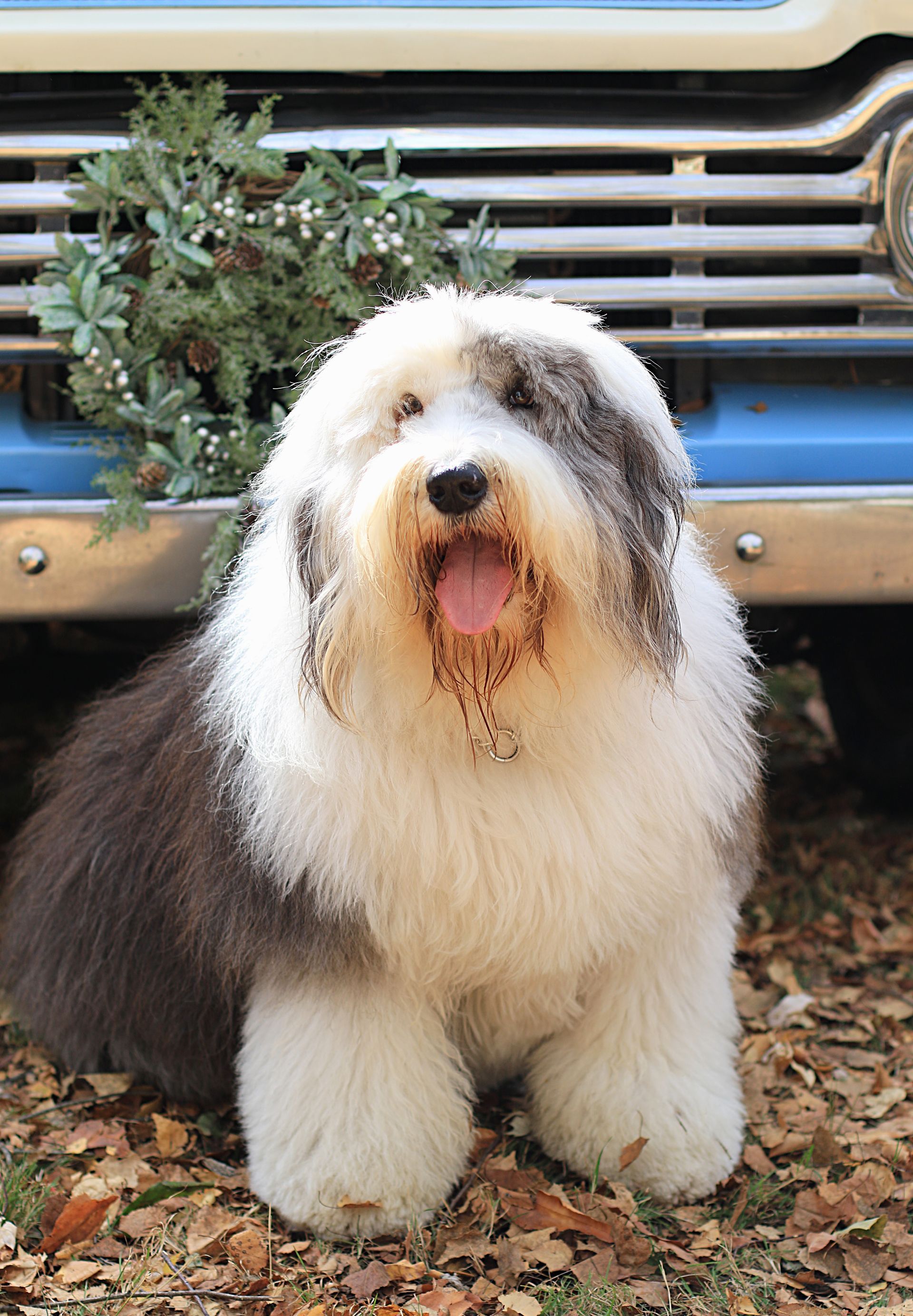 An old english sheepdog is sitting in front of a blue truck.