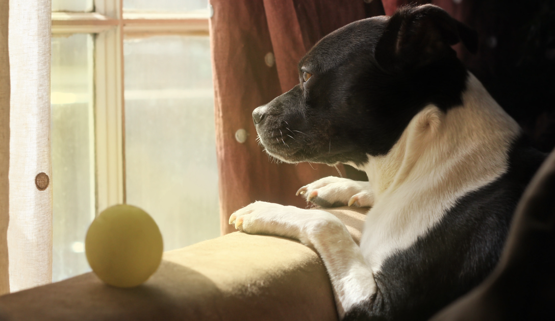 Dog in Window