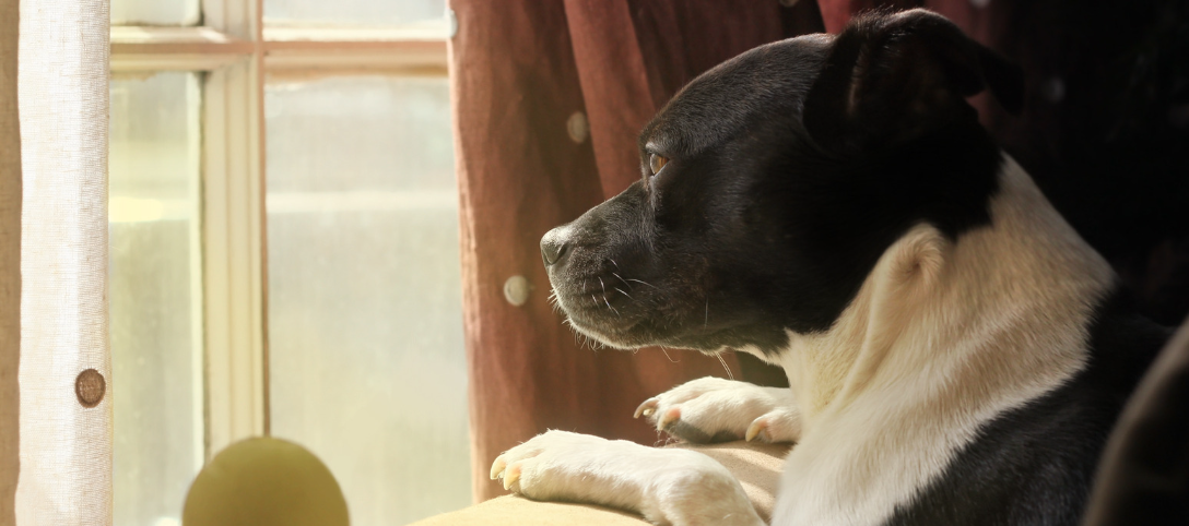 Doggie in the window