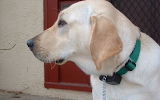 Yellow Labrador Retriever wearing a green collar, looking to the left, near a red door.