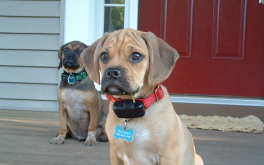 Two Puggle puppies sit on a porch: tan puppy in the front, brown one in the back.
