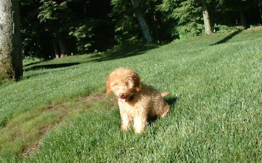 A puppy is sitting in the grass with trees in the background.