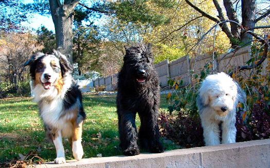 Three dogs are standing next to each other on a sidewalk.