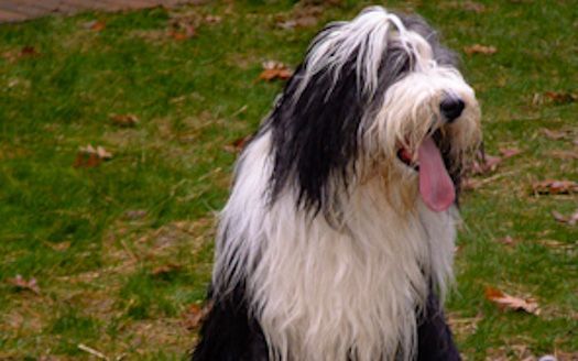 A black and white dog is sitting in the grass with its tongue hanging out.