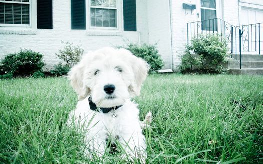 Golden doodle puppy sitting in tall green grass in front of a white house.