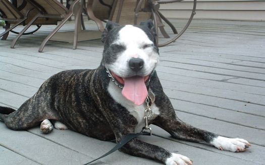 Brindle and white dog with tongue out lying on wooden deck.