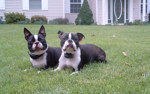 Two boston terriers are laying in the grass in front of a house.