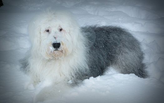 An old english sheepdog is laying in the snow.