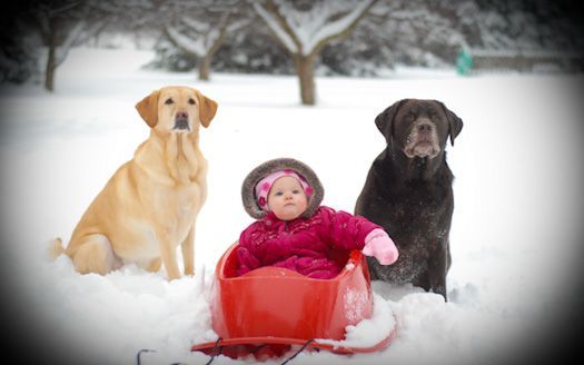 A baby in a sled is surrounded by two dogs