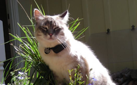 Cat with blue eyes, white fur, wearing a black collar, and sitting in sunlight near grass.