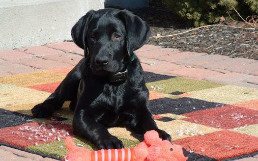 Black Labrador puppy lying on colorful rug, playing with orange toy.