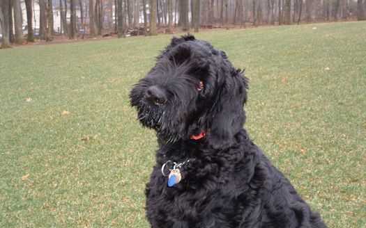 Black dog with curly fur sitting in grassy field.