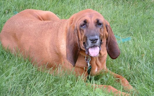 Bloodhound resting in grass, brown coat, long ears, tongue out.