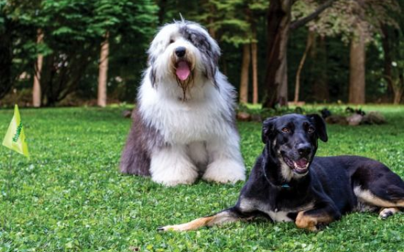 Your pet  happines