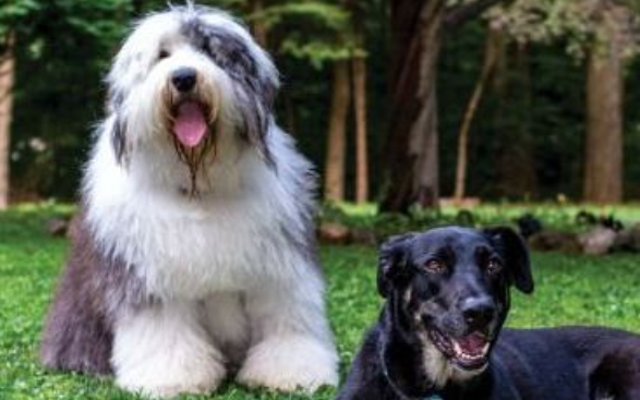 Pet Happiness Pet Happiness