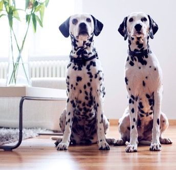 indoor pet boundries