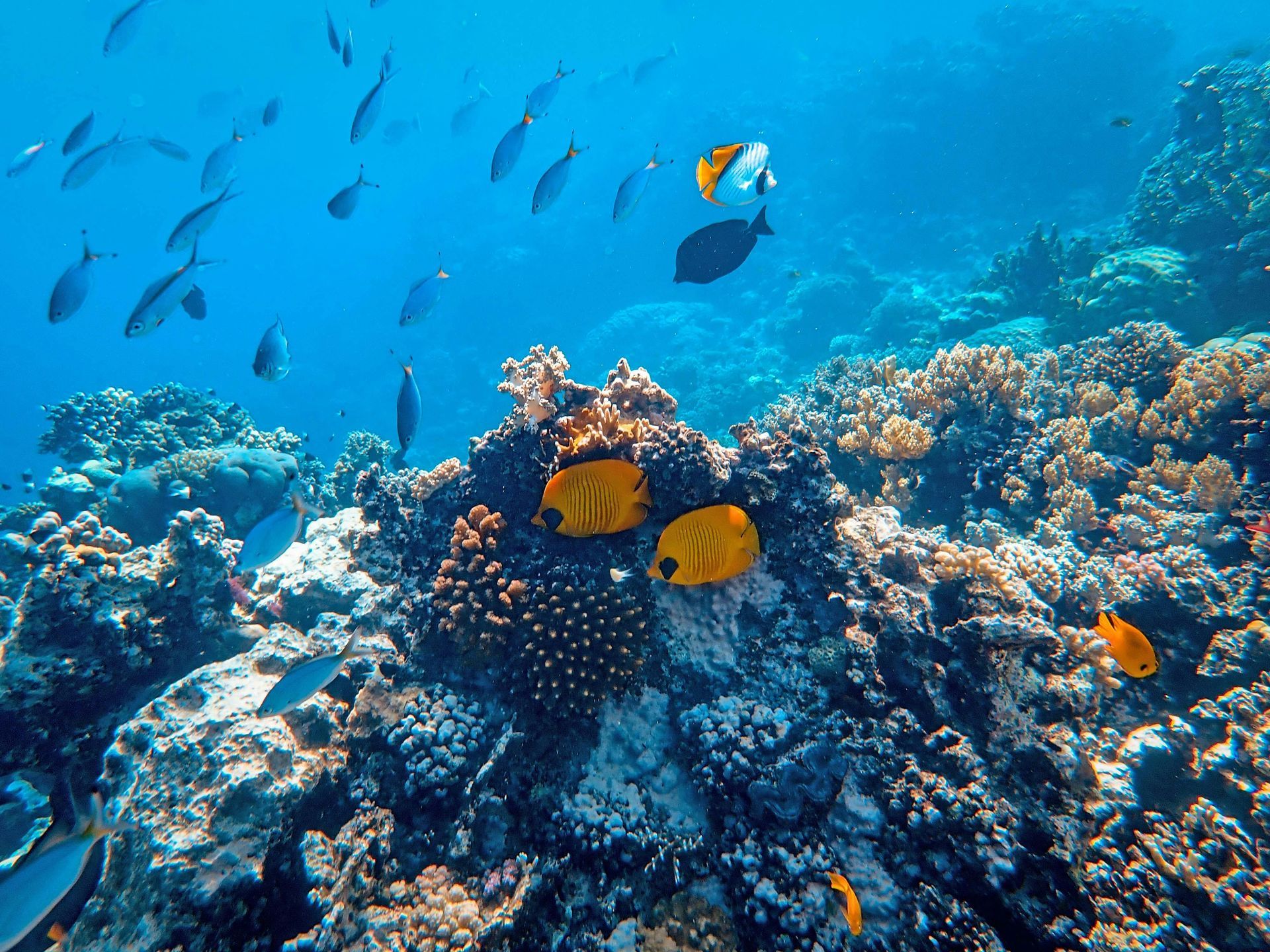 A scuba diver is swimming in the ocean near a coral reef.