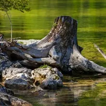 Tree stump and rocks beside a calm green riverbank with a fallen branch
