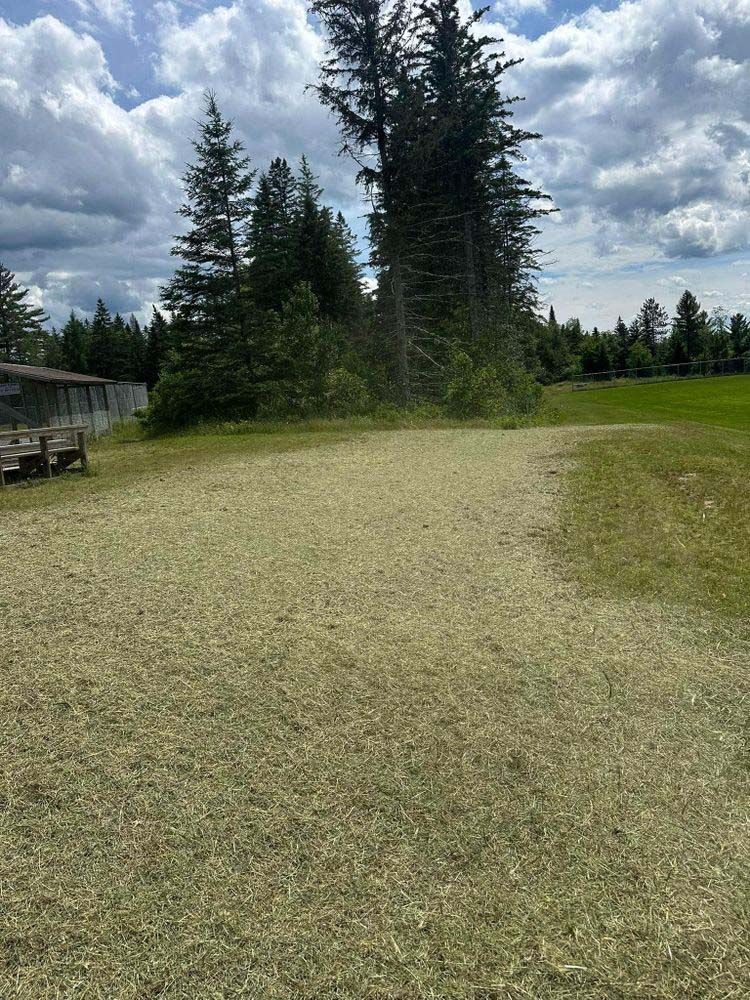There is a lot of grass in the middle of a field with trees in the background.