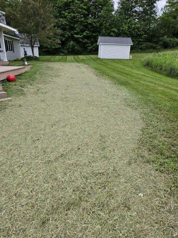 A lush green lawn with a shed in the background and a house in the background.