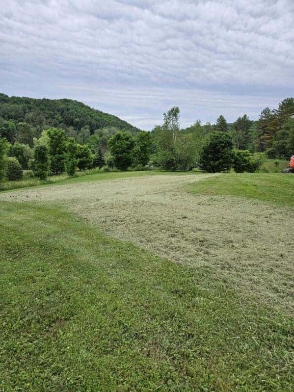 A large lush green field with trees and mountains in the background.