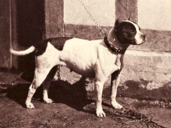 image of a Bull and Terrier dog