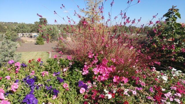 Flowers — Prescott, AZ — Jonny's Tree & Landscaping Co., LLC