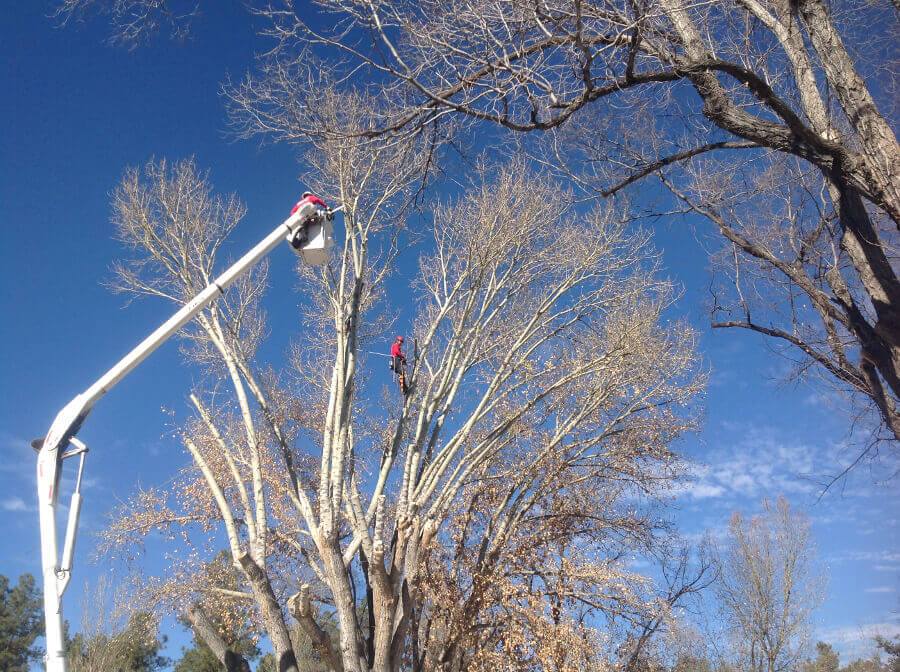 Two Men On Top Of Tree — Prescott, AZ — Jonny's Tree & Landscaping Co., LLC