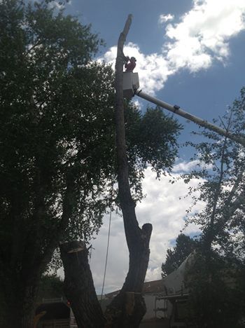 Man Using Truck Lift To Cut Tree — Prescott, AZ — Jonny's Tree & Landscaping Co., LLC
