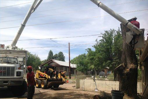 Process Of Cutting A Tree — Prescott, AZ — Jonny's Tree & Landscaping Co., LLC