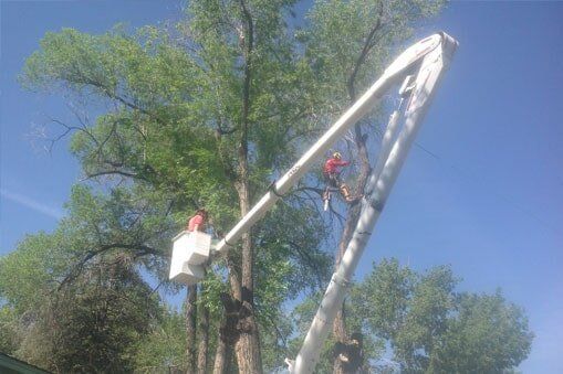 Process Of Trimming A Tree — Prescott, AZ — Jonny's Tree & Landscaping Co., LLC