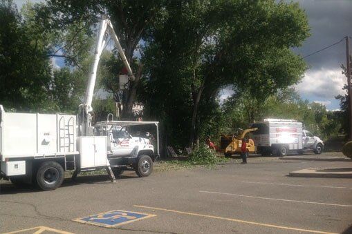 Men Trimming Trees — Prescott, AZ — Jonny's Tree & Landscaping Co., LLC