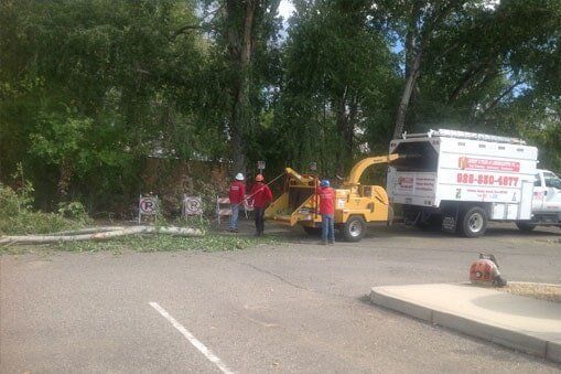 Cleaning Cut Off Leaves — Prescott, AZ — Jonny's Tree & Landscaping Co., LLC