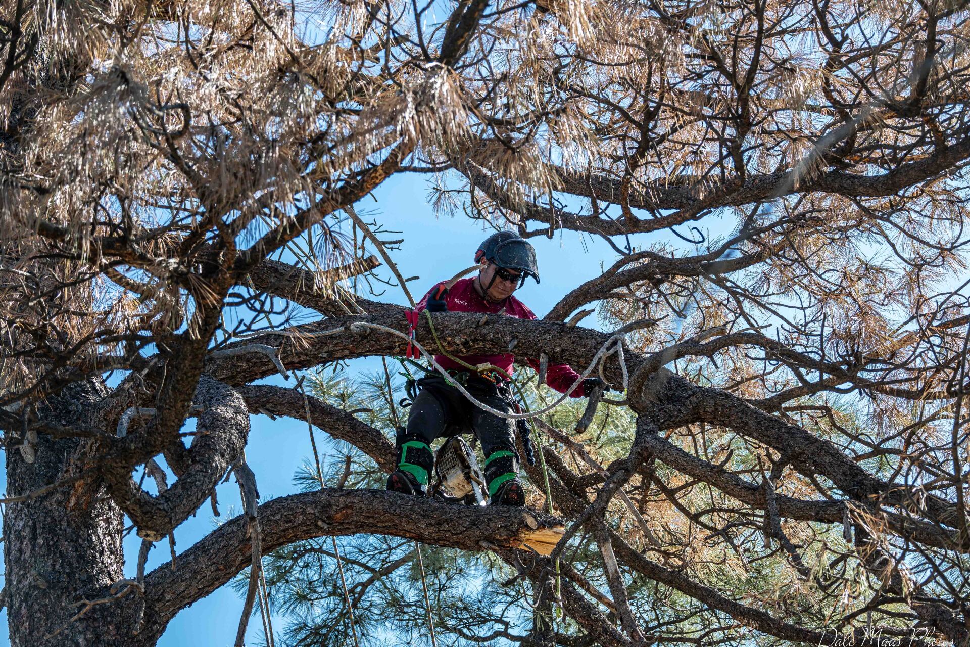 Arborist in a tree, trimming branches against a blue sky.