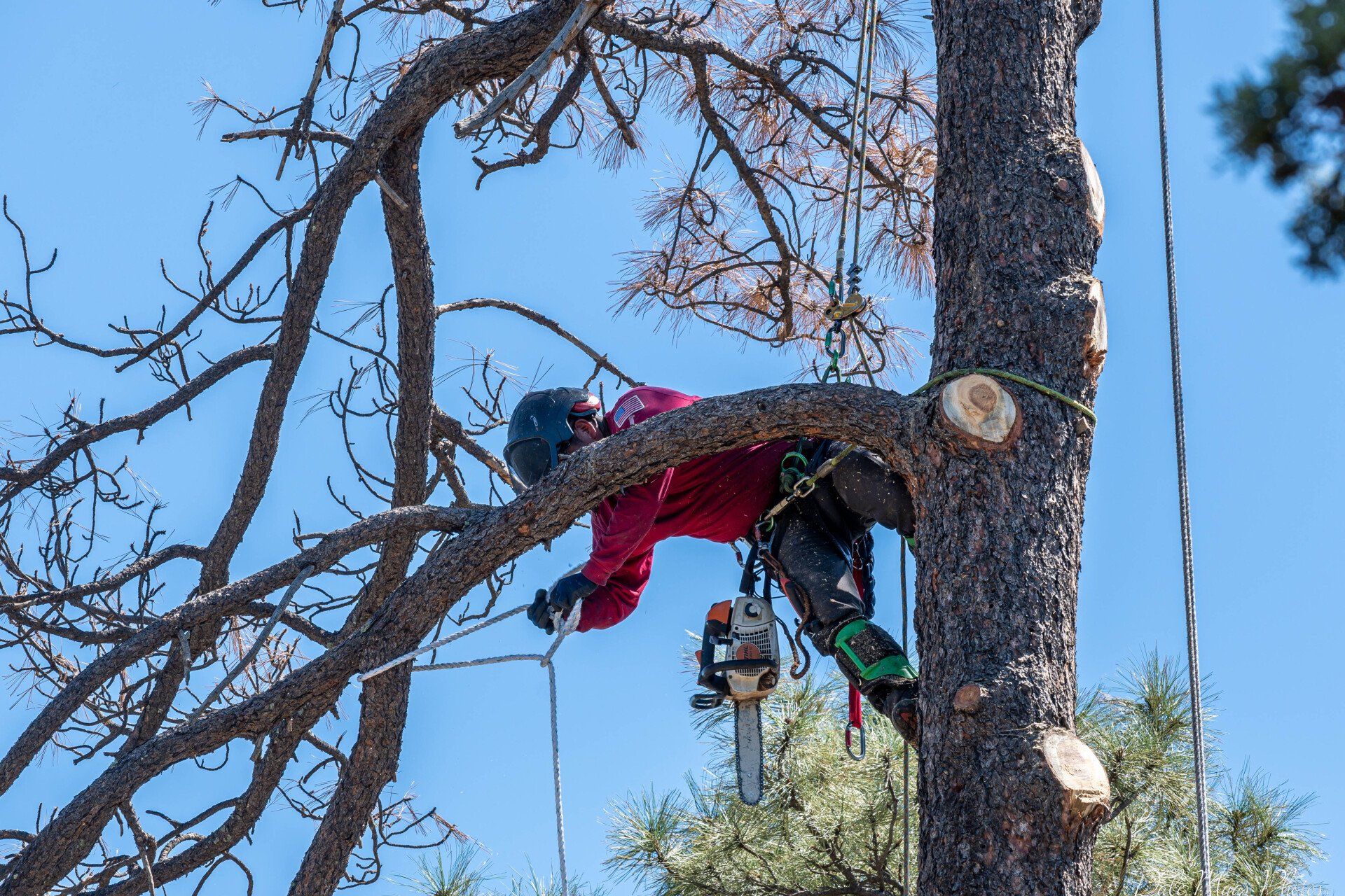 Arborist in a red shirt cuts a tree branch with a chainsaw, secured by ropes, outdoors under a blue sky.