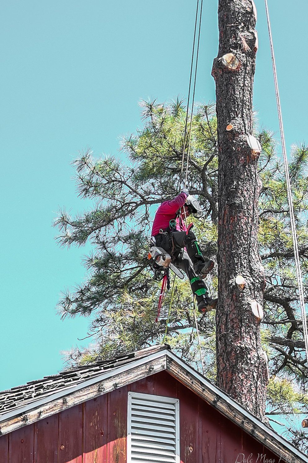 Arborist in red shirt and safety gear trimming a tall tree near a red building; blue sky.