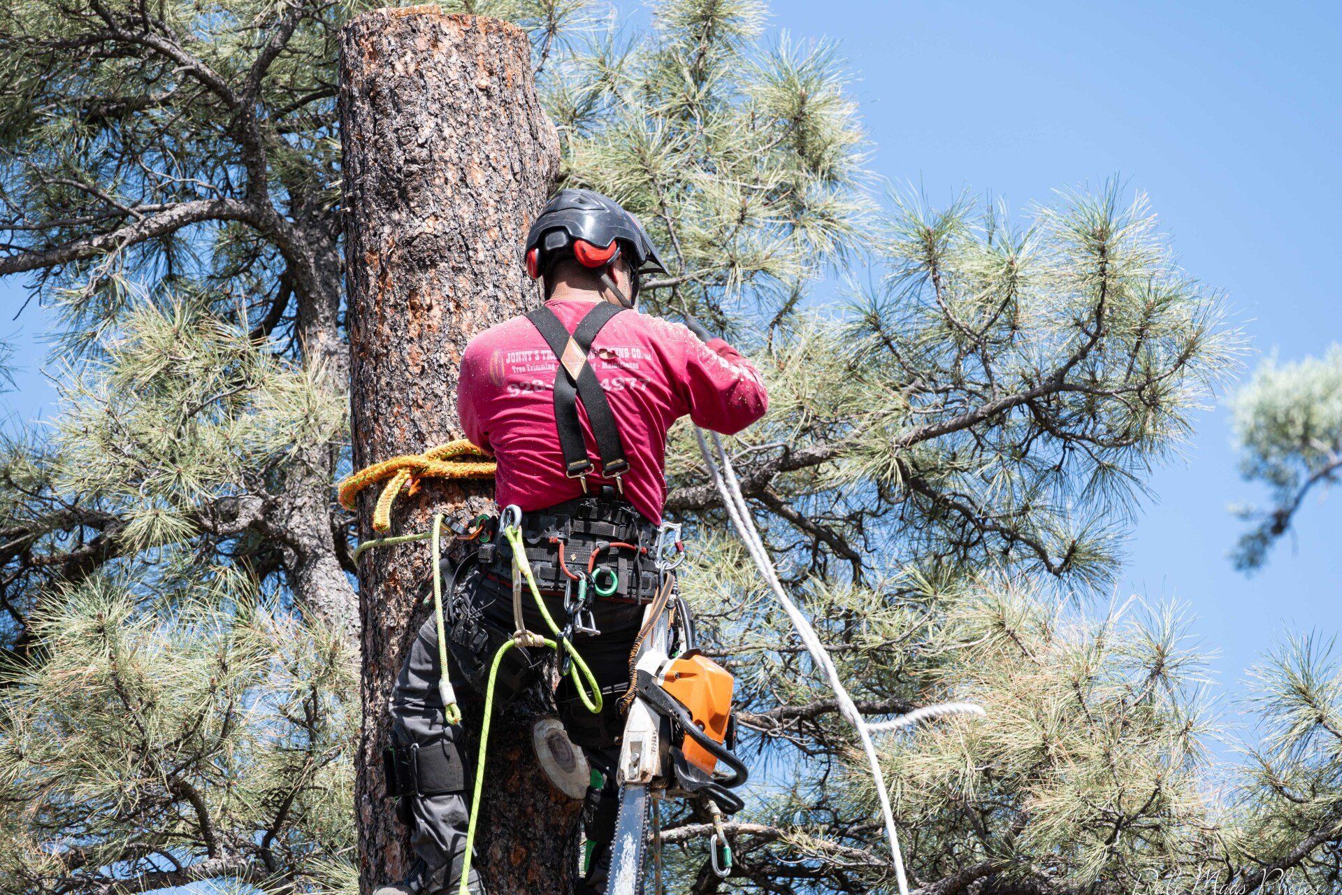 Arborist in red shirt and helmet, high in a tree, using a chainsaw.