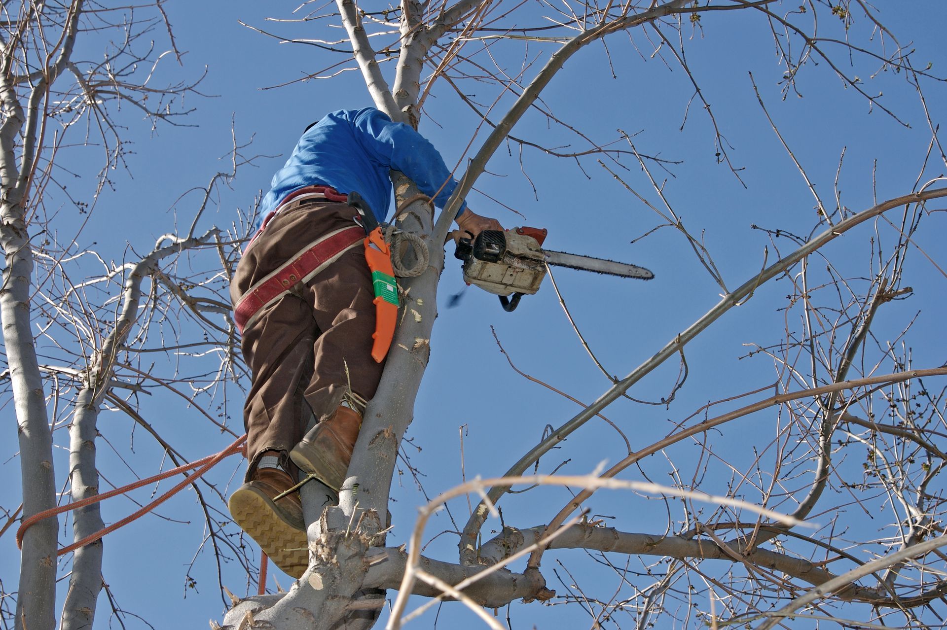 An arborist high up in an elm tree is performing trimming services on branches.