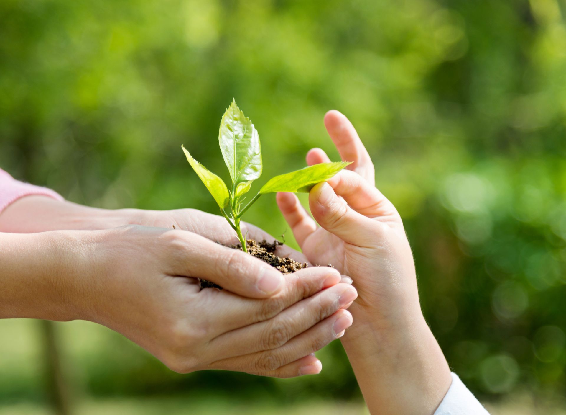 A person is holding a small plant in their hands.