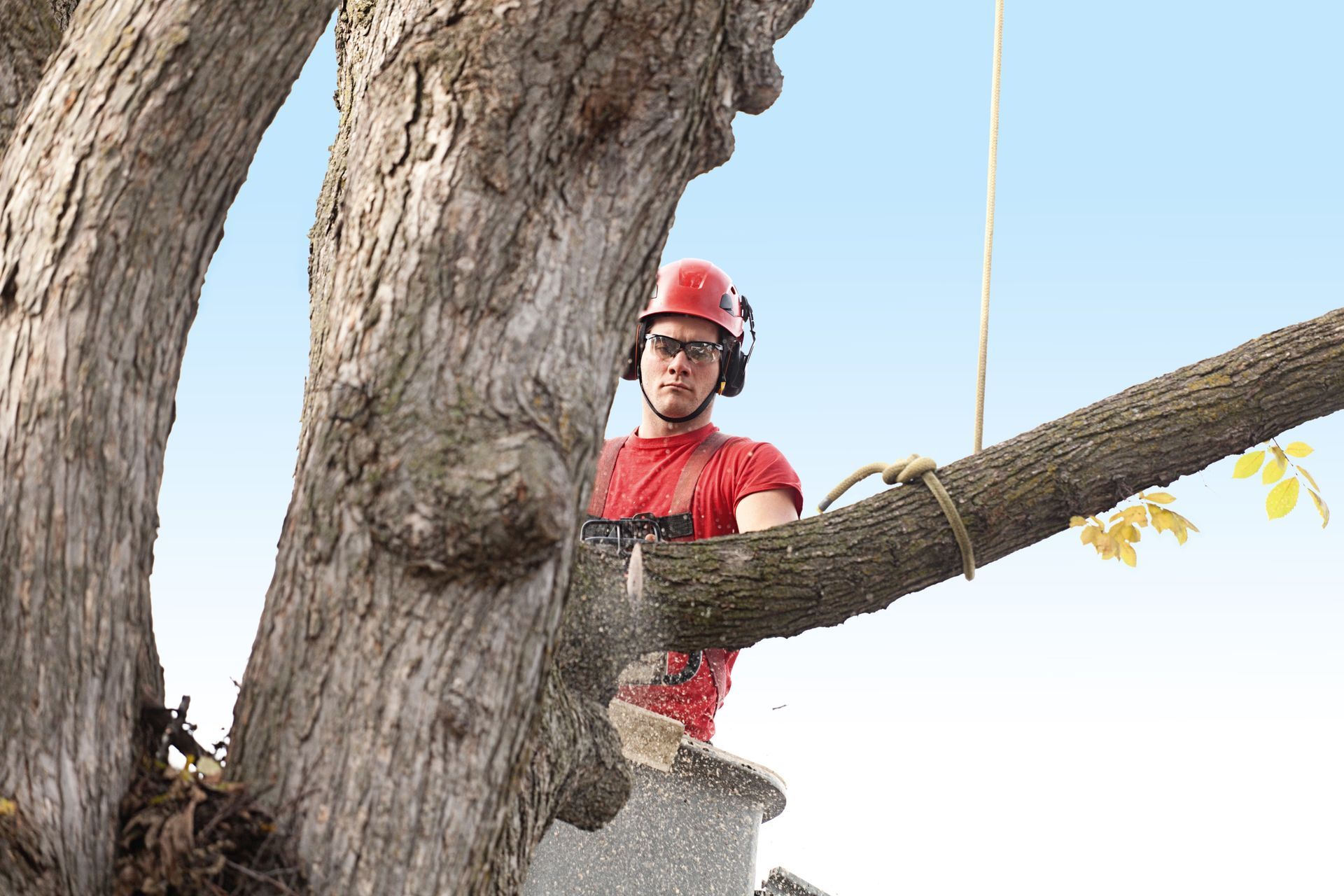 Commercial tree services arborist trimming tree with chainsaw in elevated bucket high up