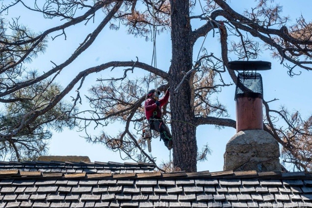 A person wearing safety gear climbing a tall tree. A person wearing safety gear climbing a tall tree.