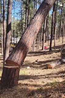 A partially cut pine tree leaning after a notch cut during controlled tree removal