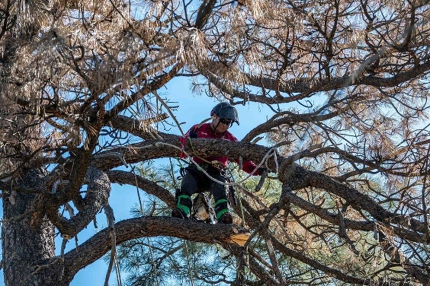 A person wearing safety gear climbing a large, leafless tree against a clear blue sky. A person wearing safety gear climbing a large, leafless tree against a clear blue sky.