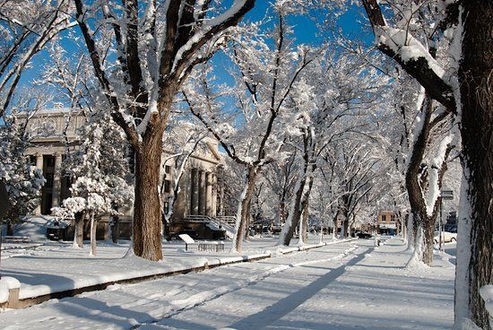 Trees Covered with Snow — Prescott, AZ — Jonny's Tree & Landscaping Co., LLC