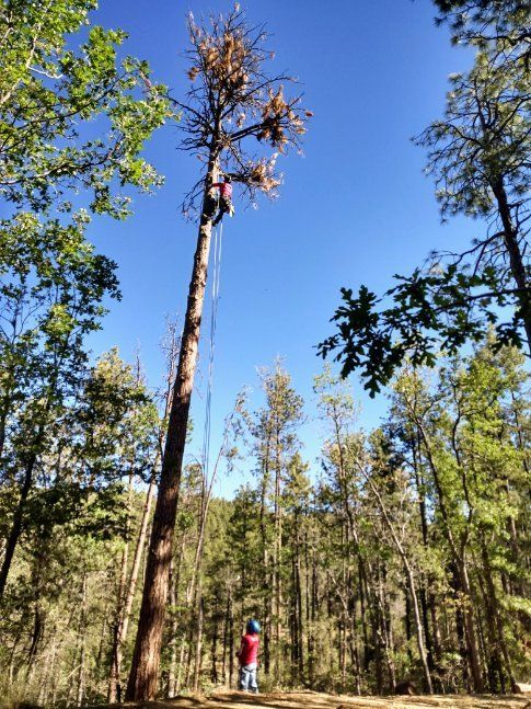 Tree climber removing dead branches from a tall pine tree in a forest on a sunny day.