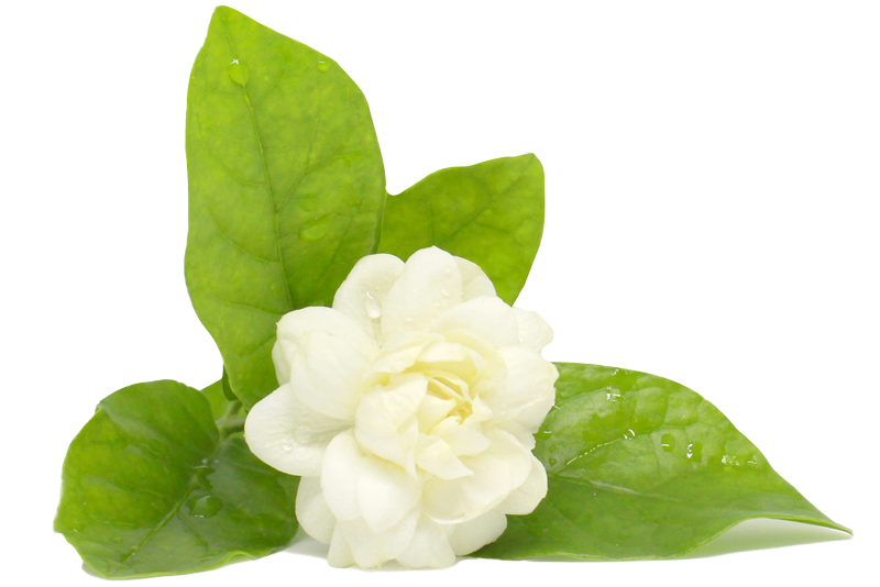 A White Flower with Green Leaves - Silverdale, WA - Pzazz Salon & Day Spa 
