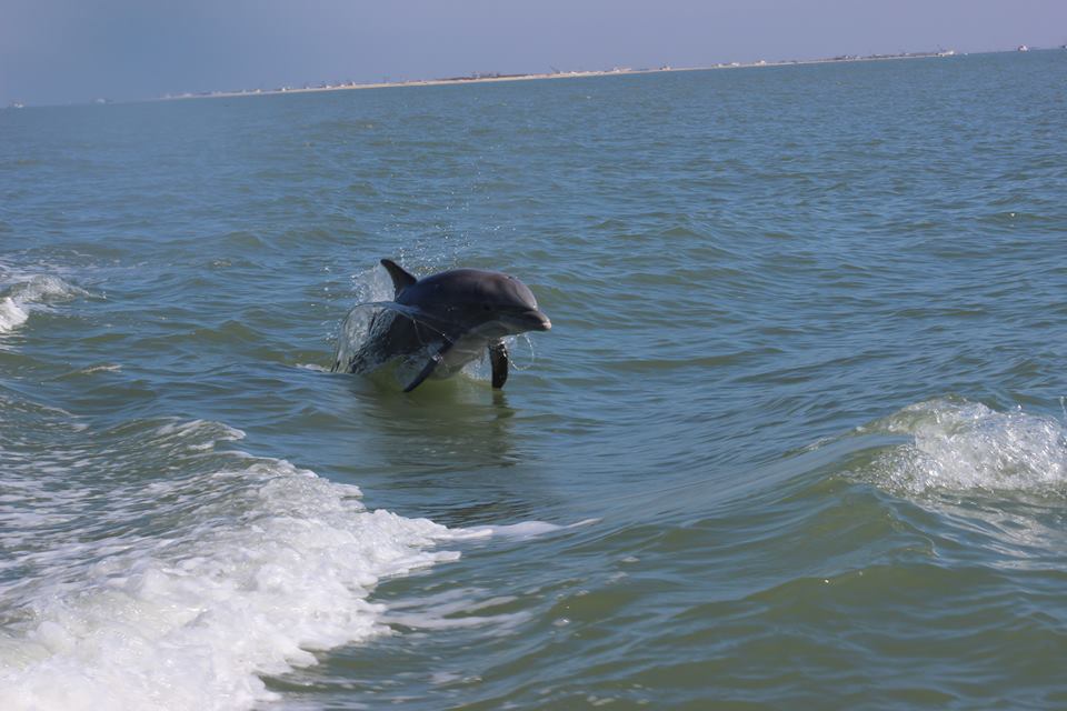 A dolphin is jumping out of the ocean.