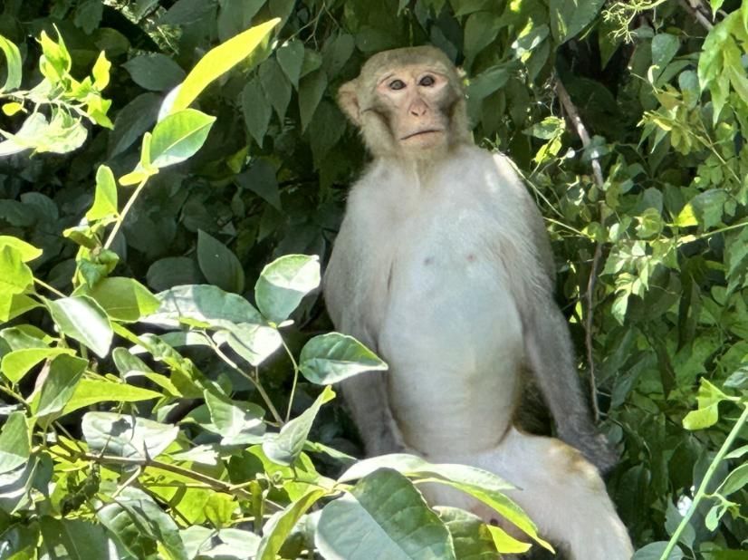 Monkey sitting in leafy green foliage, looking at the viewer.